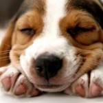Les chiens rêvent-ils ?